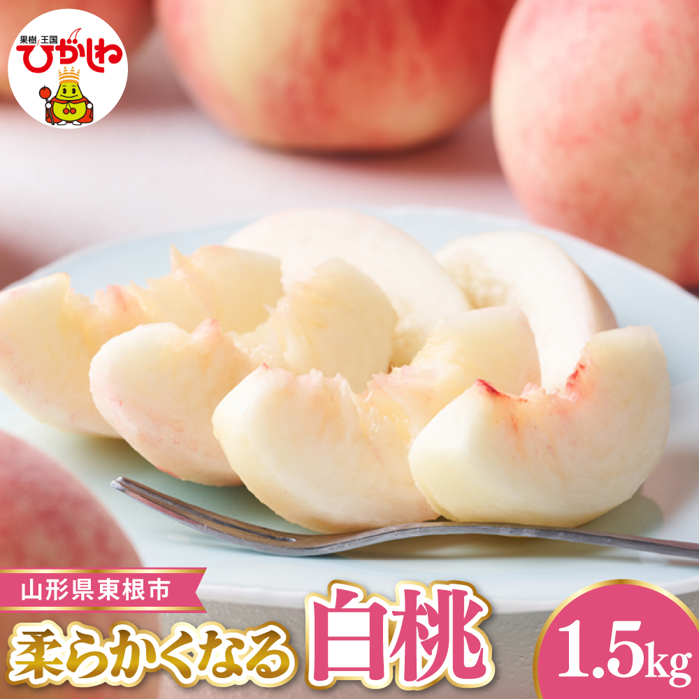 【令和8年産先行受付】 東根市産白桃　秀品 柔らかくなる桃 約1.5kg ベジフルひがしね 山形県 東根市 hi104-003