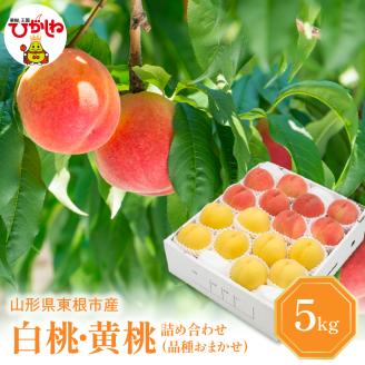 【2026年産 先行予約】 白桃＆黄桃 詰め合わせ (品種おまかせ) 5kg 秀品 化粧箱入り 東根農産センター提供 山形県 東根市 hi027-265
