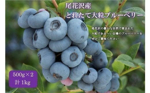 尾花沢産とれたて完熟ブルーベリー 生果実 1kg 500g×2パック 7月中旬~下旬頃発送 令和8年産 2026年産 山形県 ブルーベリー 果物 フルーツ 産地直送 kb-bbxxx1000