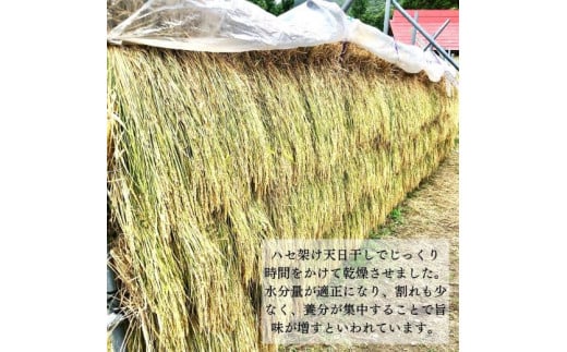 尾花沢産 ハセ架け もち米 ヒメノモチ 1kg 餅米 米 kb-mkhmx1000