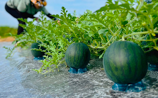 尾花沢産 小玉スイカ BonBonリッチ (約2~3kg)×2玉 7月下旬頃~発送 令和8年産 2026年産 山形県 尾花沢市 観光物産 kb-subrx2