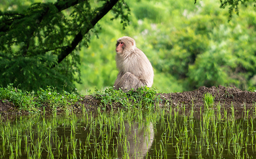 先行予約 精米 10kg 5kg×2 令和8年産 棚田米 雪きらり 尾花沢市中刈産 ng-yksxx10 精米10kg（寄附額：27,000円）