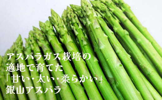 春採り 銀山アスパラガス 2Lサイズ 2kg 2026年産 令和8年産 山形県尾花沢市 アスパラ アスパラガス 銀山アスパラ グリーンアスパラガス nk-vga2x2 2Lサイズ2kg（21,000円）