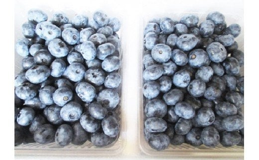 尾花沢産とれたて完熟ブルーベリー 生果実 1kg 500g×2パック 7月中旬~下旬頃発送 令和8年産 2026年産 山形県 ブルーベリー 果物 フルーツ 産地直送 kb-bbxxx1000
