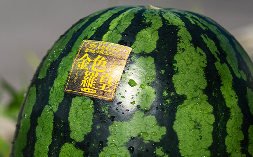 先行予約 金色羅皇 こんじきらおう 尾花沢産スイカ Lサイズ 約6kg×1玉 7月下旬～8月上旬頃発送 令和8年産 2026年産 観光物産 kb-sukr11 Lサイズ1玉：寄附額16,000円