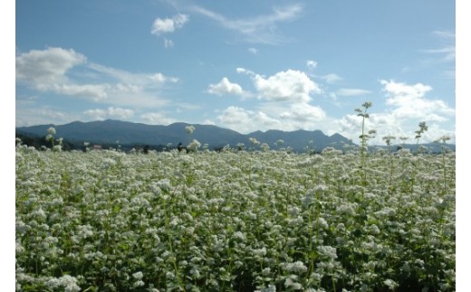 先行受付 十割そば「尾花沢」100g×12袋 山形 十割 蕎麦 そば ソバ mh-sbjox1200 12袋（寄附額20,000円）