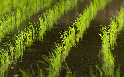 先行予約 無洗米 10kg 5kg×2 令和8年産 棚田米 雪きらり 尾花沢市中刈産 ng-ykmxx10 無洗米10kg（寄附額：27,000円）