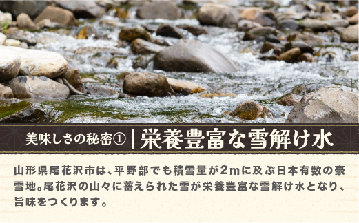 令和7年産 新米 玄米 特別栽培米 つや姫 30kg 配送時期選べる 1月下旬~4月下旬発送 2025年産 米 お米 国産 山形県 尾花沢市 ja-tsgta30