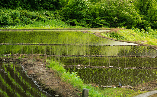 先行予約 精米 10kg 5kg×2 令和8年産 棚田米 雪きらり 尾花沢市中刈産 ng-yksxx10 精米10kg（寄附額：27,000円）