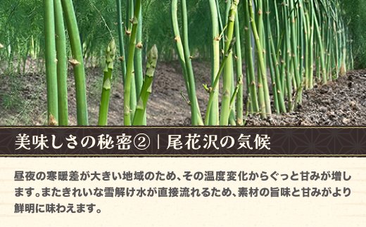 春採り 銀山アスパラガス Lサイズ 1kg 2026年産 令和8年産 山形県尾花沢市 アスパラ アスパラガス 銀山アスパラ グリーンアスパラガス nk-vga1x1 Lサイズ1kg（12,000円）