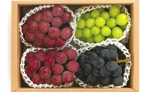 【令和8年産先行予約】 大粒ぶどう3種プレミアムセット 4房