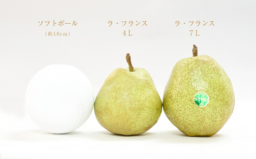 【令和7年産】 十三代目 佐藤市右衛門 特大玉 ラ・フランス