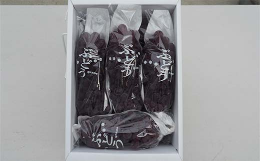 【令和8年産先行予約】 朝どりデラウェア 3箱 (1箱5房前後入