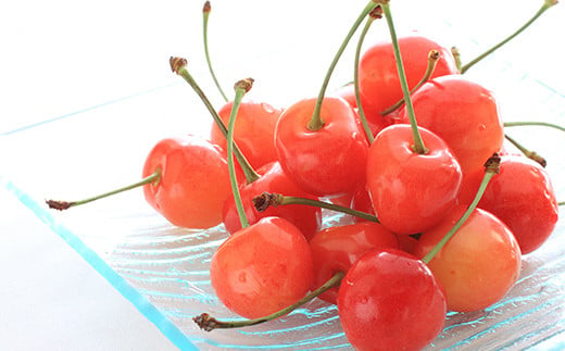 【令和8年産先行予約】 さくらんぼ 「佐藤錦」 約1kg (秀 2L