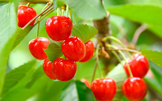 【令和8年産先行予約】 さくらんぼ 「佐藤錦」 約700g (秀 L