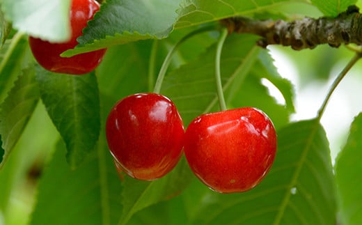 【令和8年産先行予約】 さくらんぼ 「紅秀峰」 約1kg (秀 2L