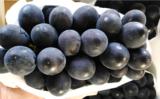 【令和8年産先行予約】 希少品種の黒系ぶどう 「高尾」 約2