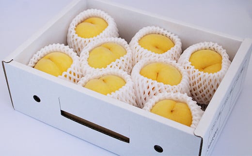 【令和8年産先行予約】 黄桃 「黄ららのきわみ」 約2kg (6～9