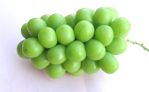 【令和7年産先行予約】 クリスマス シャインマスカット 750g