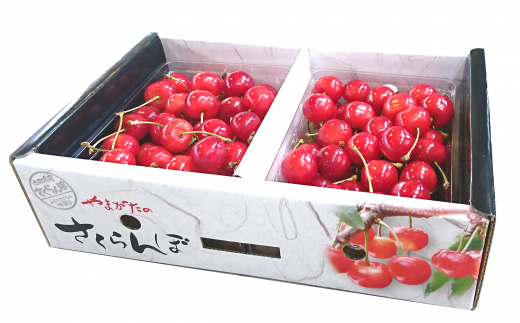 【令和8年産先行予約】 さくらんぼ「佐藤錦または紅秀峰」