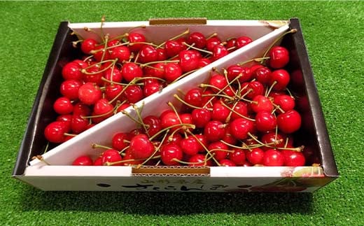 【令和8年産先行予約】 さくらんぼ 「佐藤錦」 約1kg (秀 L以