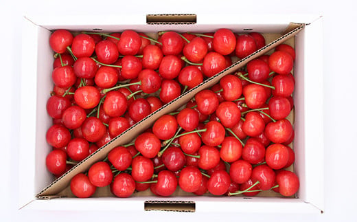 【令和8年産先行予約】 さくらんぼ 「佐藤錦または紅秀峰