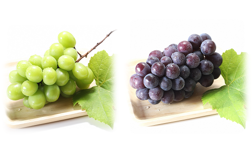 【令和8年産先行予約】 シャインマスカット ＆ ピオーネ 計