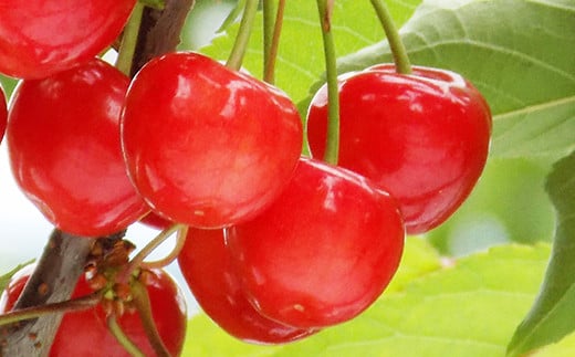 【令和7年産先行予約】 さくらんぼ 「佐藤錦」 約500g (秀 2L