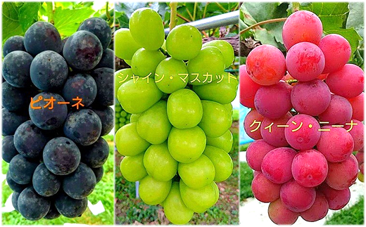 【令和8年産先行予約】 大粒ぶどう3色おまかせ詰合せセッ