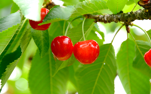 【令和8年産先行予約】 さくらんぼ 「紅秀峰」 約700g (秀 2L
