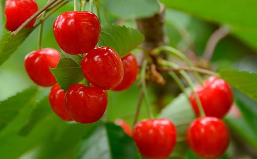 【令和7年産先行予約】 さくらんぼ 「佐藤錦」 約1kg (約500g