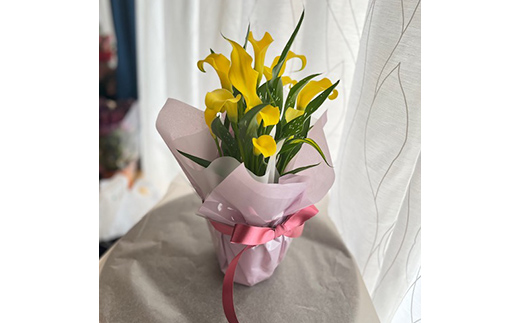  《定期便3回》 南陽市商工会女性部プロデュース 【癒しの