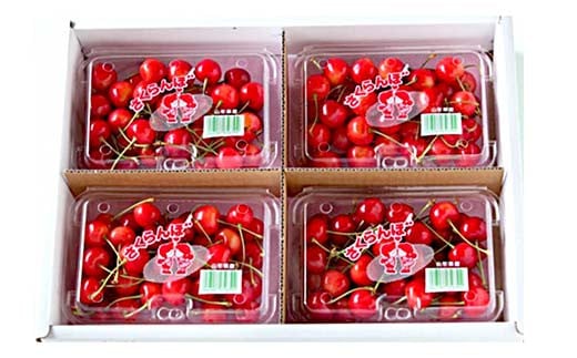 【令和8年産先行予約】 〈訳あり品 家庭用〉 さくらんぼ 「