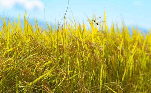 《定期便3回》 レトルトパック 「特別栽培米 夢ごこち 玄米