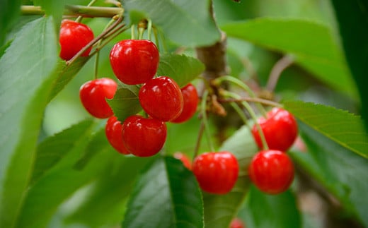 【令和7年産先行予約】 《定期便3回》 食べきりサイズの く