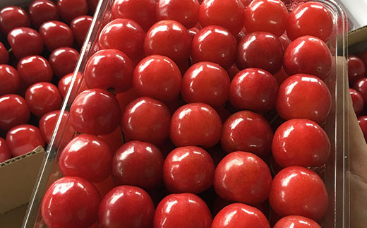 【令和7年産先行予約】 《定期便6回》 くだもの”少し贅沢