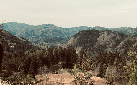 【思いやり型返礼品(支援型)】 南陽市吉野産 天然杉のお線