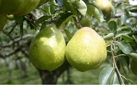 完熟りんご ＆ ラ・フランスジュース セット [100%果汁] 『旬