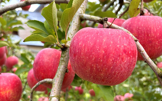 【ネオニコフリー】 まるごと完熟りんごジュース 2本セッ