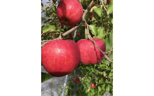 【令和7年産先行予約】 〈家庭用〉 りんご 「サンふじ」 約