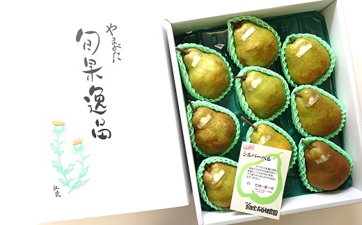 【令和7年産先行予約】 大玉 シルバーベル 約5kg (8～10玉 秀)