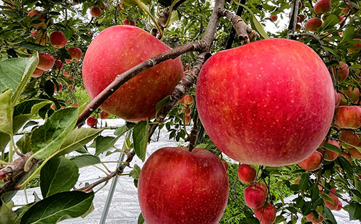 【令和7年産先行予約】 りんご 「サンふじ」 約5kg (12～23玉 