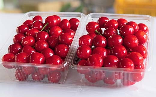 【令和7年産先行予約】 さくらんぼ 「紅秀峰」 約1kg (約500g