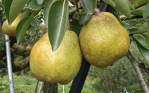 【令和7年産先行予約】 ラ・フランス & 完熟ふじりんご 詰