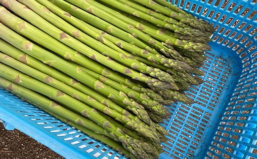 【令和8年産先行予約】 アスパラガス (春芽) 約1kg (2Lサイズ 