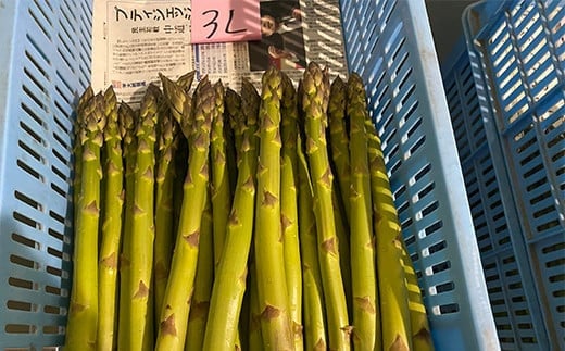 【令和8年産先行予約】 アスパラガス (春芽) 約1kg (3Lサイズ 