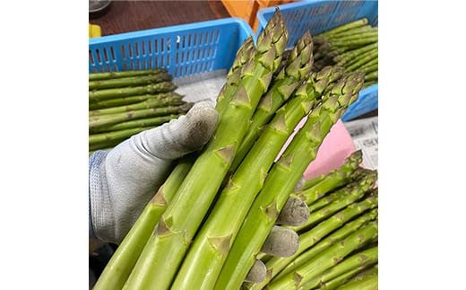 【令和8年産先行予約】 アスパラガス (春芽) 約1kg (4Lサイズ 