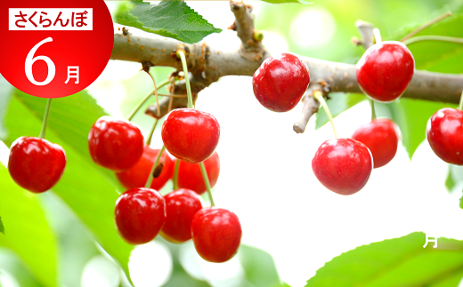 《定期便5回》 南陽市商工会女性部プロデュース 【なんよ