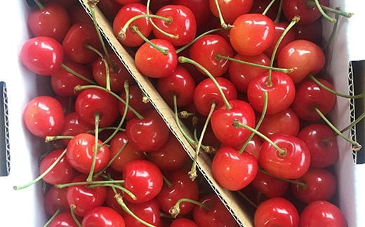 【令和7年産先行予約】 《定期便3回》 くだもの”たっぷり