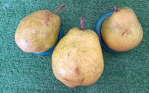 【令和7年産先行予約】 〈訳あり品 家庭用〉 ラ・フランス 